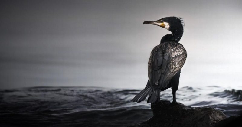 British Wildlife Photography Awards to visit Northampton Museum and Art