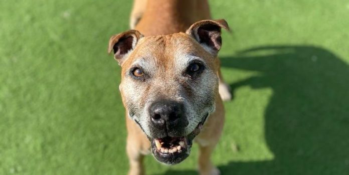 Smiley Staffie Who Loves Cuddles Needs New Home
